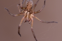La Tgnaire des champs. Une femelle (Araneae - Agelenidae - Eratigena agrestis)